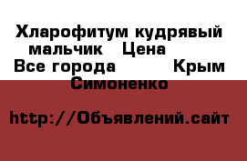 Хларофитум кудрявый мальчик › Цена ­ 30 - Все города  »    . Крым,Симоненко